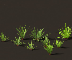Nephrolepis cordifolia - Tuberous sword fern 01