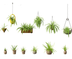 Nephrolepis cordifolia - Tuberous sword fern 02