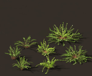 Pellaea ratundilalia - button fern 01
