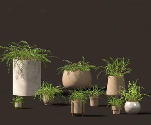 Pellaea ratundilalia - button fern 02