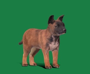 Belgian Shepherd Puppy Dog