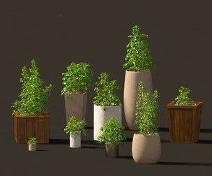 Radermachera sinica - China Doll Plant 02