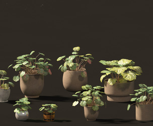 Saxifraga stolonifera - strawberry begonia 02