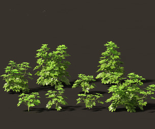 Schefflera octophylla - umbrella plant 01