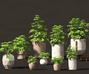 Schefflera octophylla - umbrella plant 02