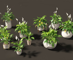 Spathiphyllum kochii - Peace lilies