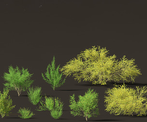 Cytisus scoparius - common broom