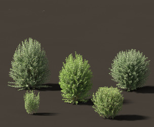 Ligustrum vulgare - European privet 01