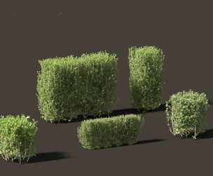 Ligustrum vulgare - European privet 02