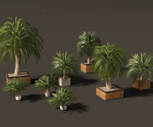 Macrozamia moorei - Cycad Palm 01