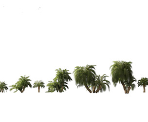 Macrozamia moorei - Cycad Palm 02