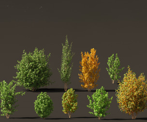 Rhamnus frangula - glossy buckthorn