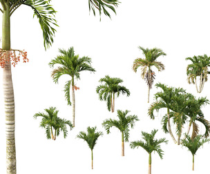 Adonidia merrillii - Christmas Palm