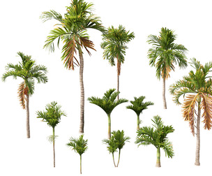 Areca catechu - Betel-nut Palm