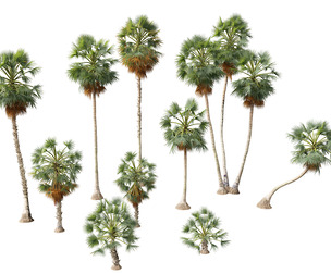 Borassus flabellifer - palmyra palm