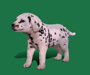 Dalmatian Puppy Dog