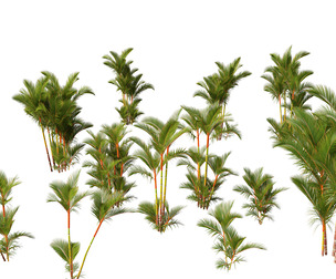 Cyrtostachys renda - Lipstick Palm