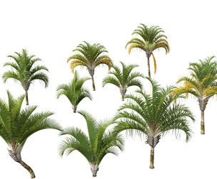 Dypsis decaryi - the Triangle Palm