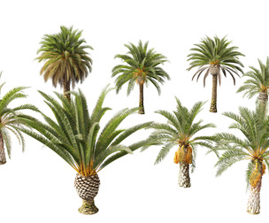 phoenix canariensis - Canary Island date palm