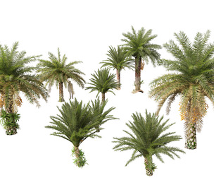 phoenix sylvestris - Wild Date Palm