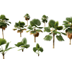 Pritchardia pacifica - Fiji Fan Palm