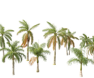 Roystonea regia - Florida Royal Palm