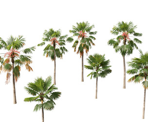 saribus rotundifolius - Footstool Palm