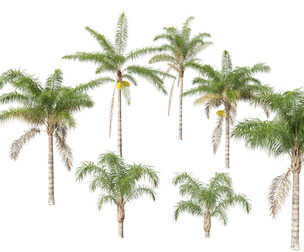 Syagrus romanzoffiana - the queen palm