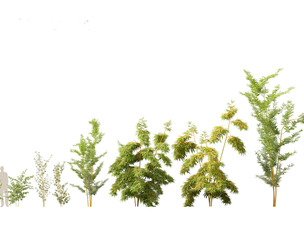 Alphonse karr bamboo - Bambusa multiplex 01