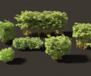 Alphonse karr bamboo - Bambusa multiplex 02
