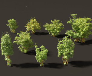Alphonse karr bamboo - Bambusa multiplex 03