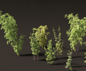 Bambusa lako - Timor black bamboo