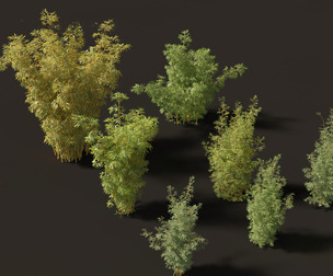 Bambusa multiplex fernleaf - Fernleaf Bamboo 02