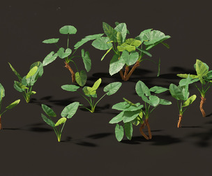 Alocasia macrorrhiza - Giant Taro 01