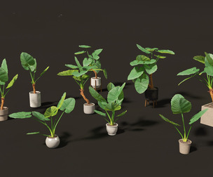 Alocasia macrorrhiza - Giant Taro 02