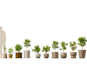 Citrus limon - Lemon Tree 01
