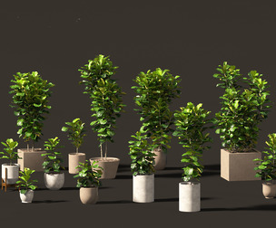 Ficus pandurata - banjo fig