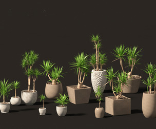 Yucca elephantipes - spineless yucca