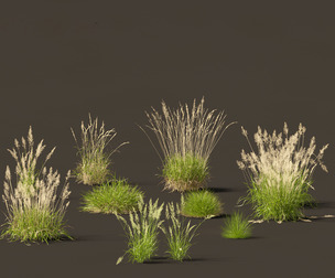 Calamagrostis arundinacea - Reed Grass