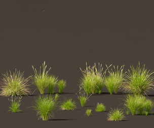 Carex appressa - tall sedge