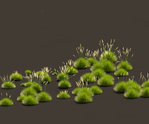Festuca gautieri - bearskin fescue
