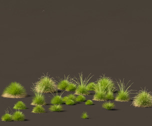 Festuca mairei - Mt Atlas Fescue