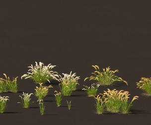 Hordeum jubatum - Foxtail Barley