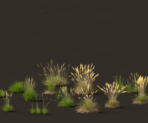 Koeleria macrantha - Prairie junegrass