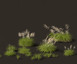 Miscanthus flavidus - Zebra grass