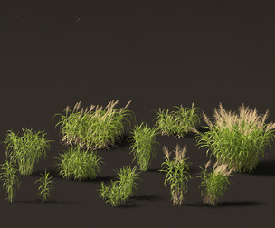 Miscanthus floridulus - Giant Chinese silver grass