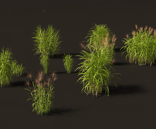 Miscanthus giganteus - Giant miscanthus