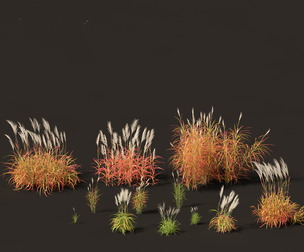 Miscanthus purpurascens - Flame Grass