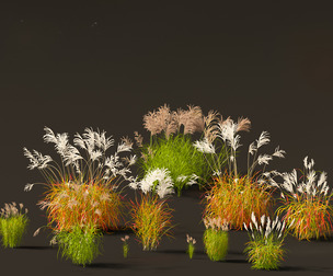 Miscanthus sacchariflorus - Amur silver grass