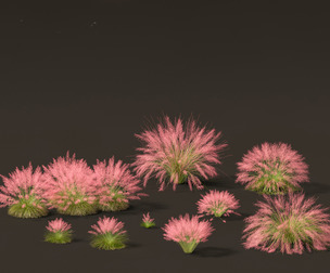 Muhly grass - Pink muhlygrass